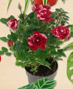 PENNY Topfrose Angebot