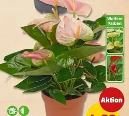 PENNY Flamingoblume Angebot