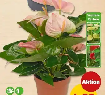 PENNY Flamingoblume Angebot