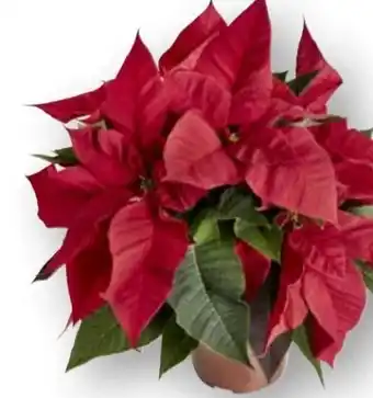 Edeka Weihnachtssterne Angebot