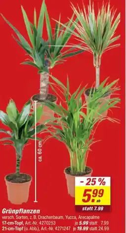 toom Baumarkt Grünpflanzen Angebot