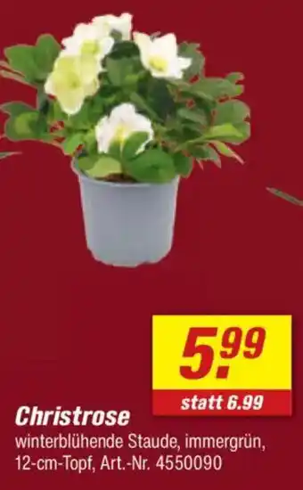 toom Baumarkt Christrose Angebot
