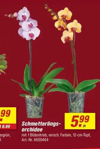 toom Baumarkt Schmetterlingsorchidee Angebot
