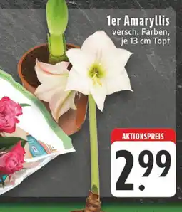 E-Center 1er amaryllis Angebot