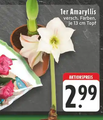 E-Center 1er amaryllis Angebot