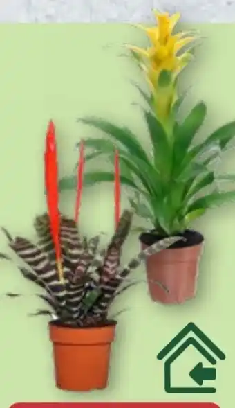 Aldi Nord Gardenline Guzmanie Angebot