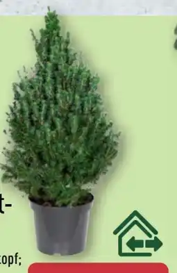 Aldi Nord Gardenline Zuckerhutfichte Angebot