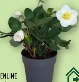 Aldi Nord Gardenline Christrose Angebot