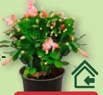 Aldi Nord Gardenline Kaktus Angebot