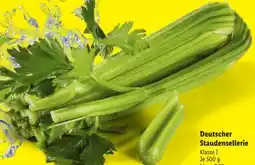 Lidl Staudensellerie Angebot