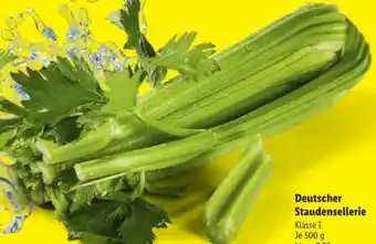 Lidl Staudensellerie Angebot