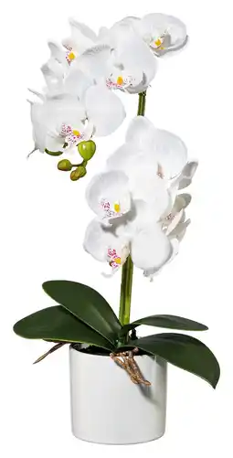 Mömax Kunstpflanze Angebot