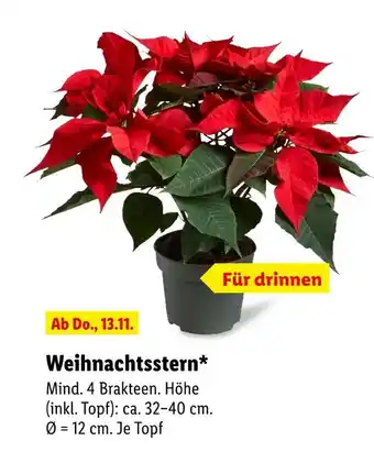 Lidl Weihnachtsstern Angebot