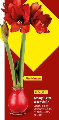 Lidl Amaryllis im wachsfuß Angebot