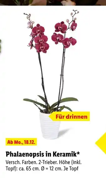 Lidl Phalaenopsis in keramik Angebot
