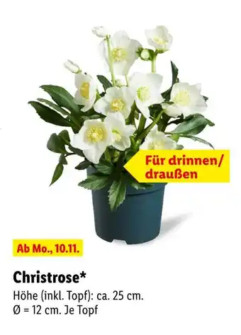 Lidl Christrose Angebot