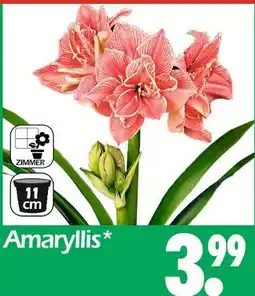 Wreesmann Amaryllis Angebot