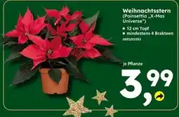 Globus Baumarkt Weihnachtsstern (poinsettia „x-mas universe“) Angebot