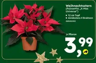 Globus Baumarkt Weihnachtsstern (poinsettia „x-mas universe“) Angebot