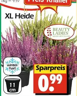 Wreesmann Beauty ladies xl heide Angebot