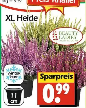 Wreesmann Beauty ladies xl heide Angebot