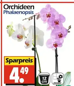 Wreesmann Orchideen phalaenopsis Angebot