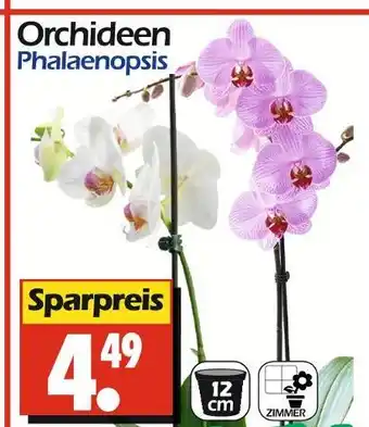 Wreesmann Orchideen phalaenopsis Angebot