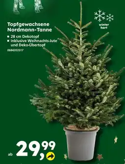 Globus Baumarkt Topfgewachsene nordmann-tanne Angebot