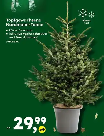 Globus Baumarkt Topfgewachsene nordmann-tanne Angebot