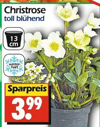 Wreesmann Christrose Angebot