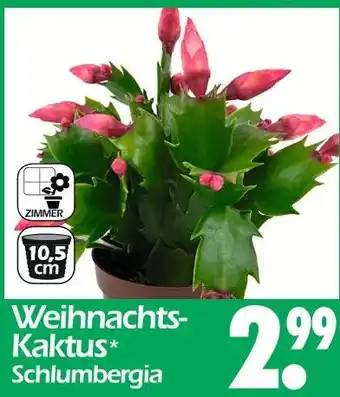 Wreesmann Weihnachts-kaktus schlumbergia Angebot
