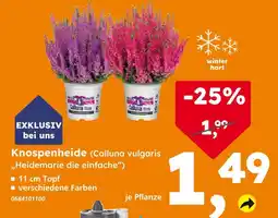 Globus Baumarkt Knospenheide Angebot