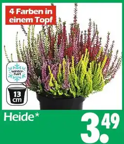 Wreesmann Heide Angebot