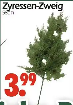 Wreesmann Zypressen-zweig Angebot