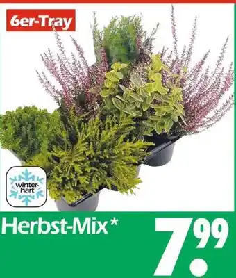 Wreesmann Herbst-mix Angebot