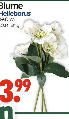 Wreesmann Blume helleborus Angebot