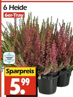 Wreesmann 6 heide Angebot