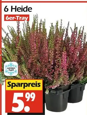 Wreesmann 6 heide Angebot