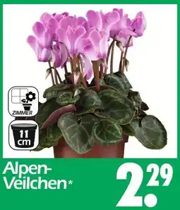 Wreesmann Alpen-veilchen Angebot