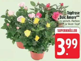 Edeka Topfrose „Dolc Amore" Angebot