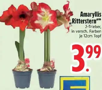 Edeka Amaryllis „Ritterstern" Angebot