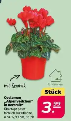 NETTO Cyclamen 'Alpenveilchen' in Keramik Angebot