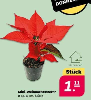 Mini- Weihnachtsstern Angebot bei NETTO