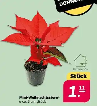 NETTO Mini- Weihnachtsstern Angebot