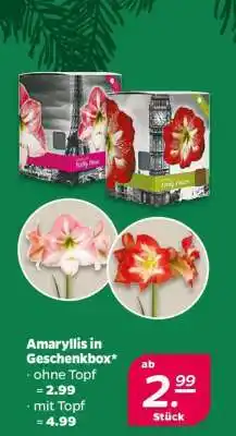 NETTO Amaryllis in Geschenkbox Angebot