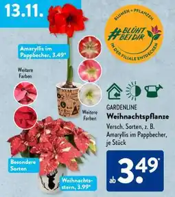 Aldi Süd GARDENLINE Weihnachtspflanze Angebot