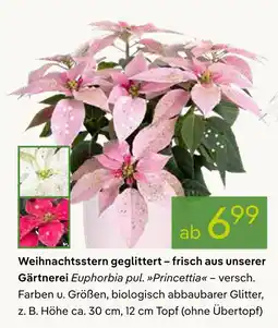 Pflanzen Kölle Weihnachtsstern geglittert Angebot