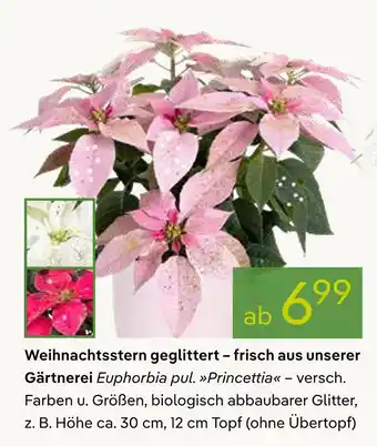 Pflanzen Kölle Weihnachtsstern geglittert Angebot