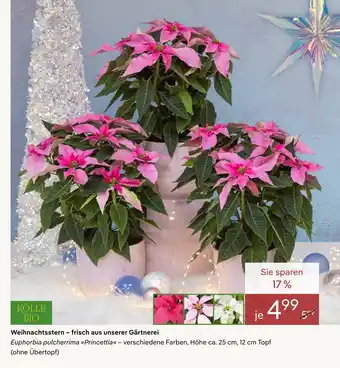 Pflanzen Kölle Kölle bio weihnachtsstern Angebot