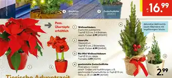 Hellweg Weihnachtsstern Angebot